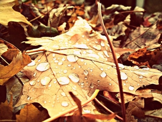Illustration for article titled Shooting Challenge Fall Leaves Gallery 6